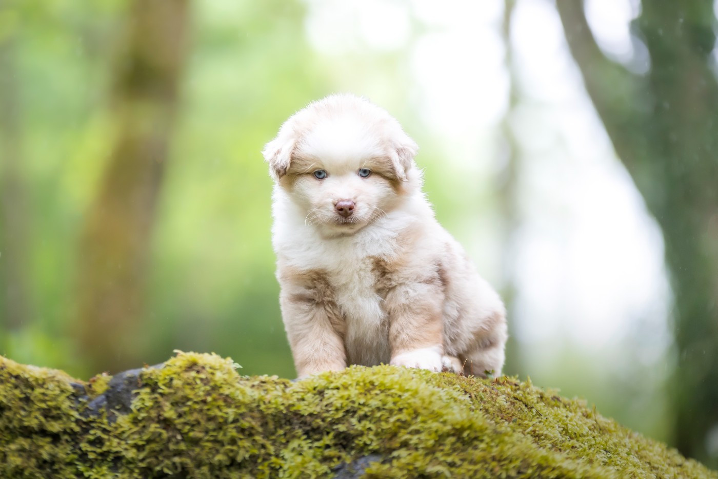 CHIOT 5