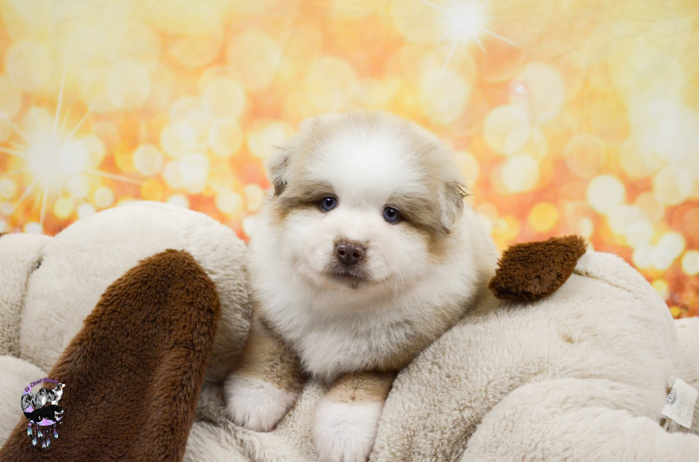CHIOT 5