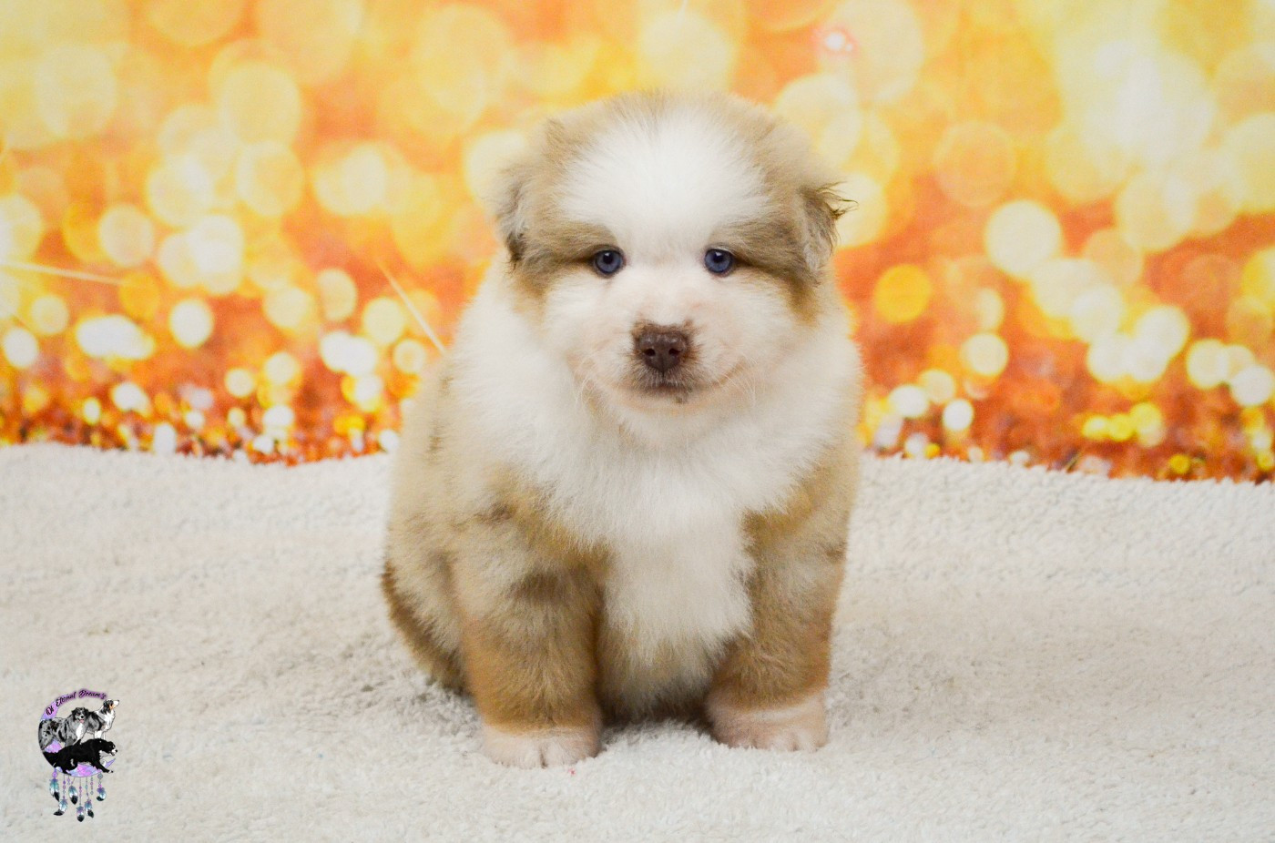 CHIOT 5