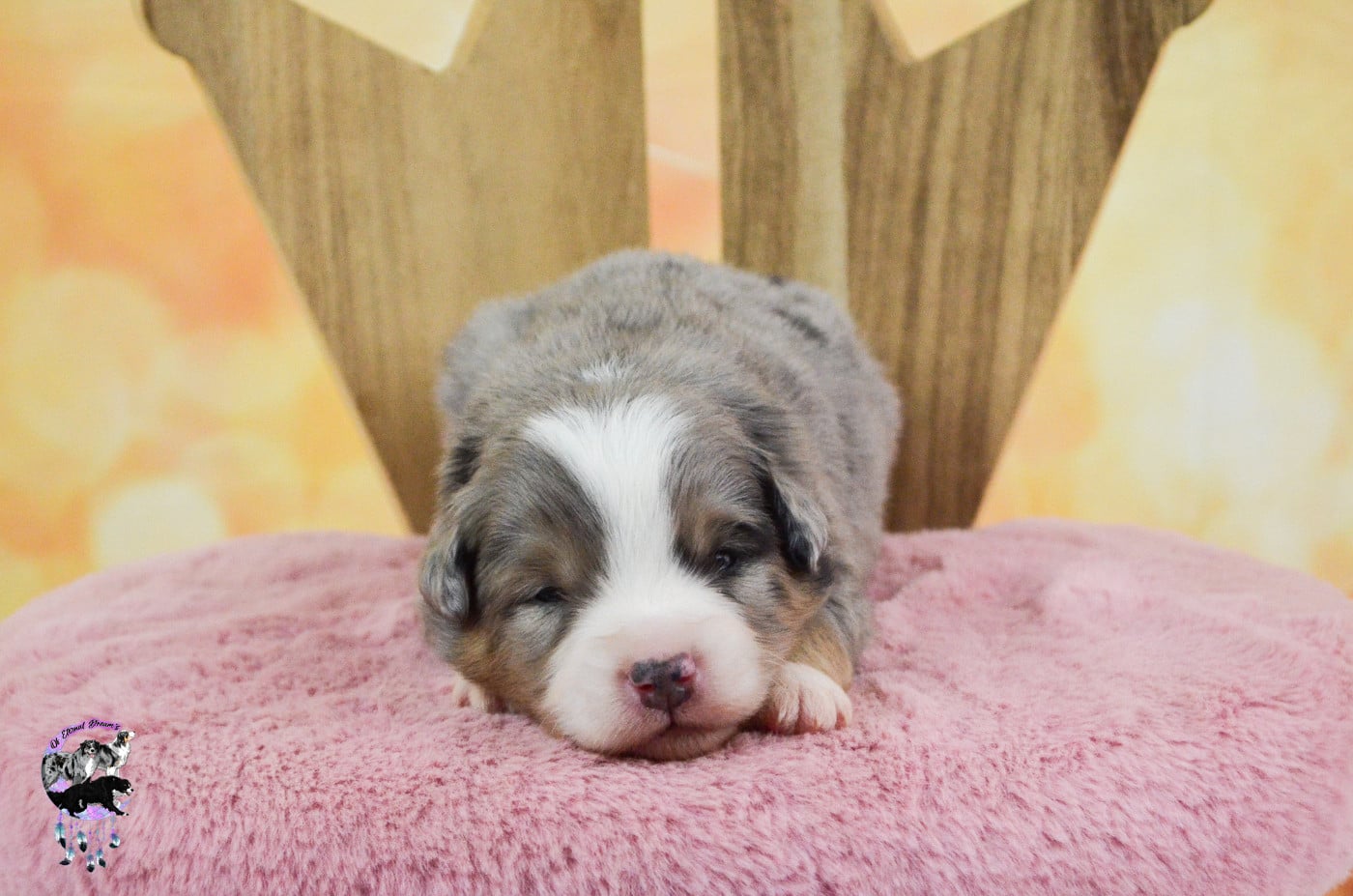 Chiot N°1