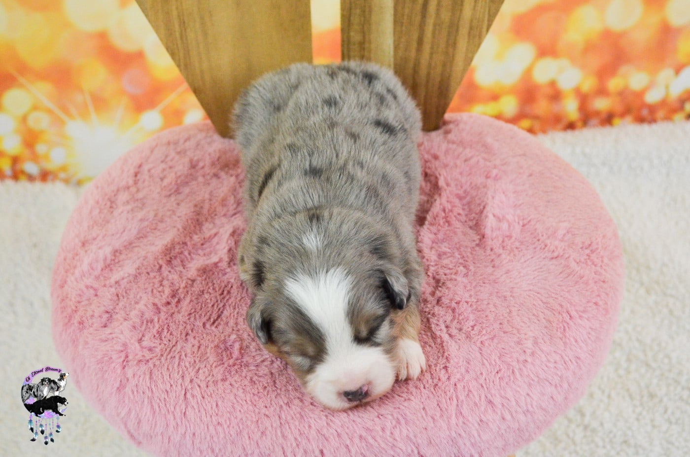 Chiot N°1