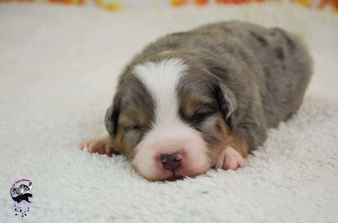Chiot N°1