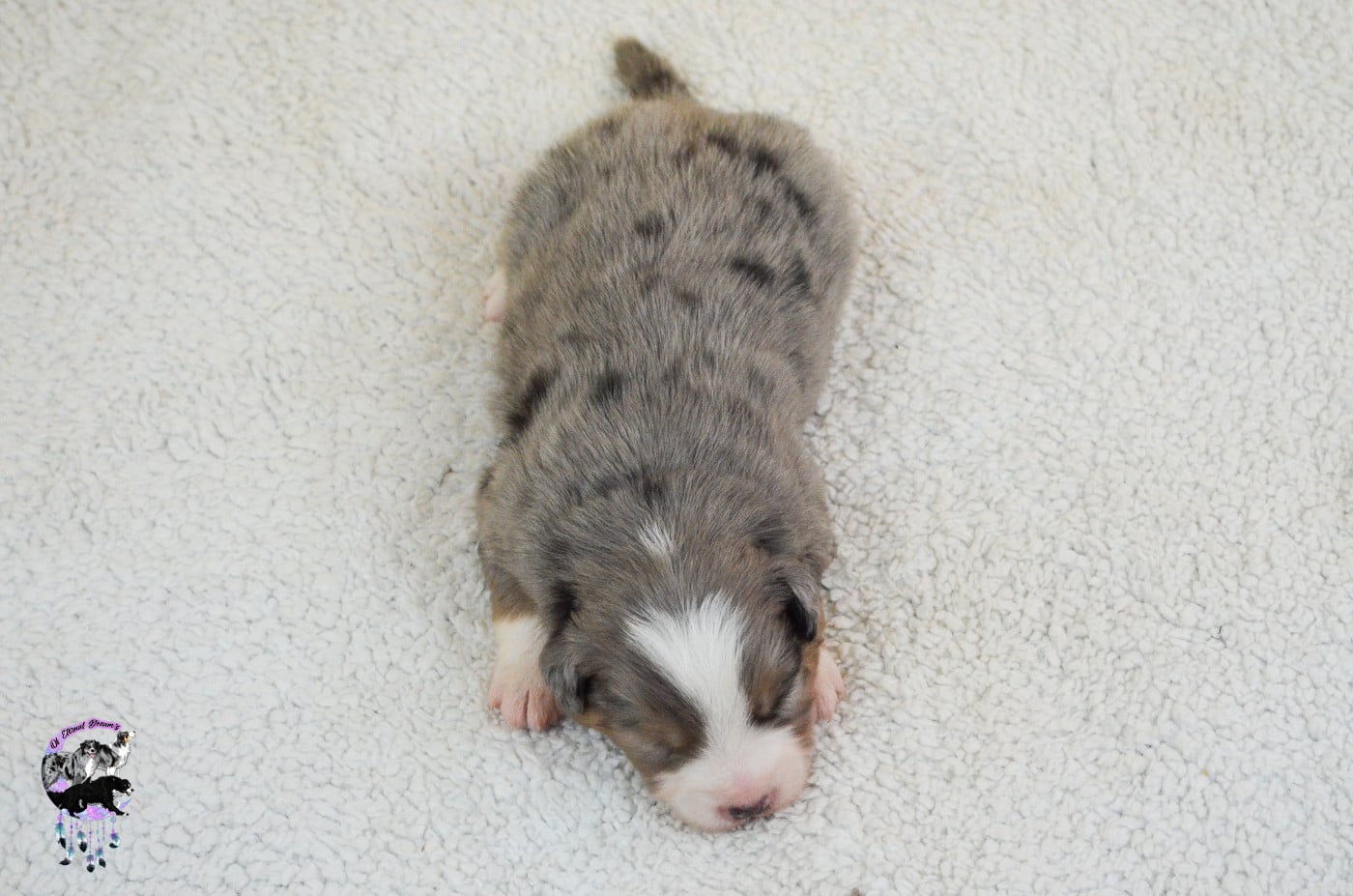 Chiot N°1