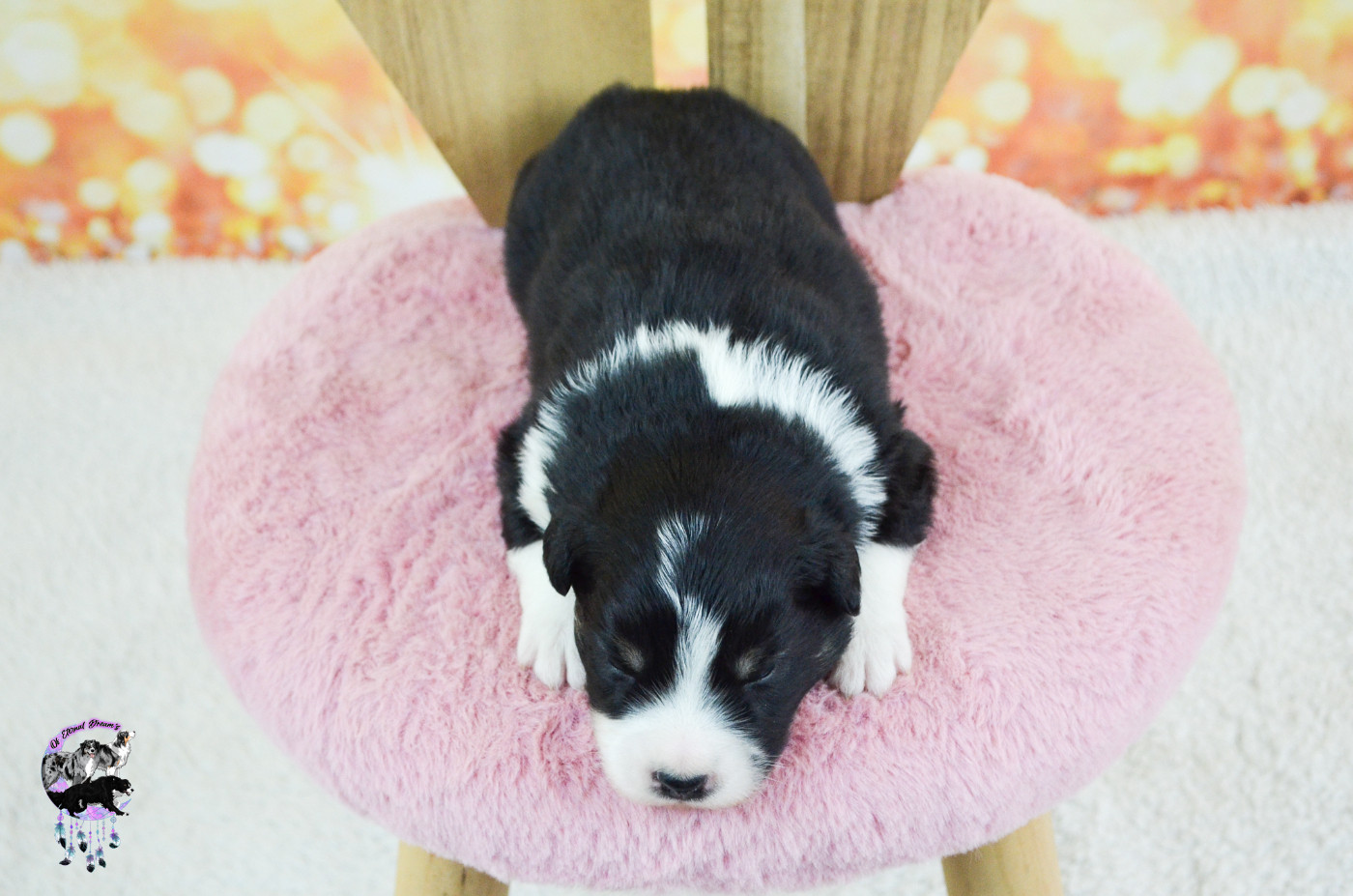 Chiot N°2