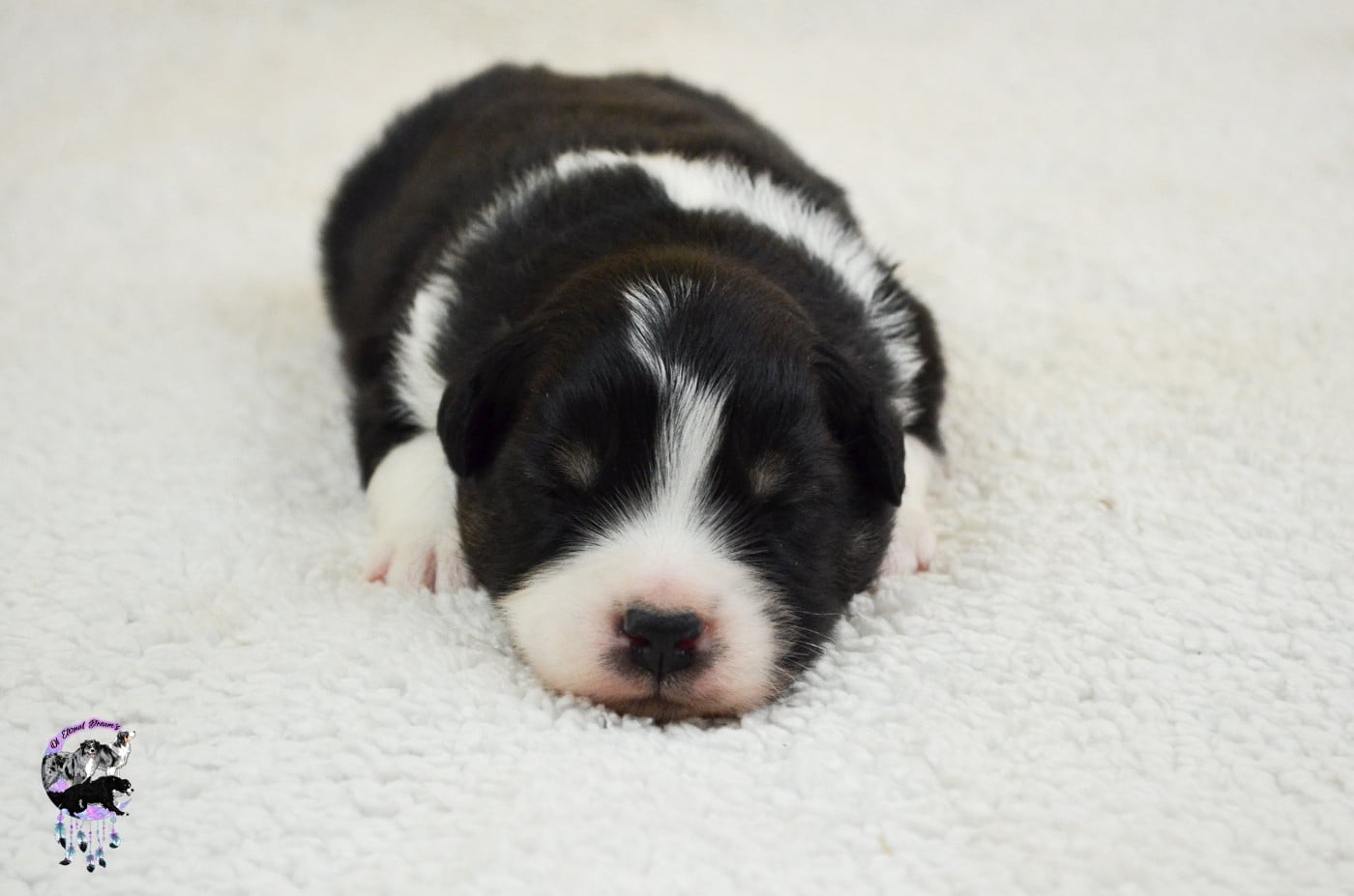 Chiot N°2