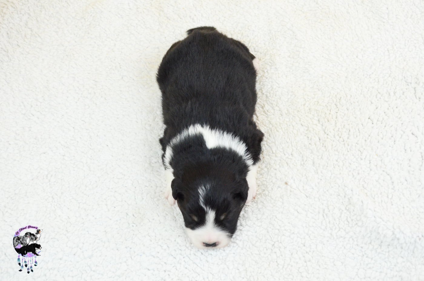 Chiot N°2