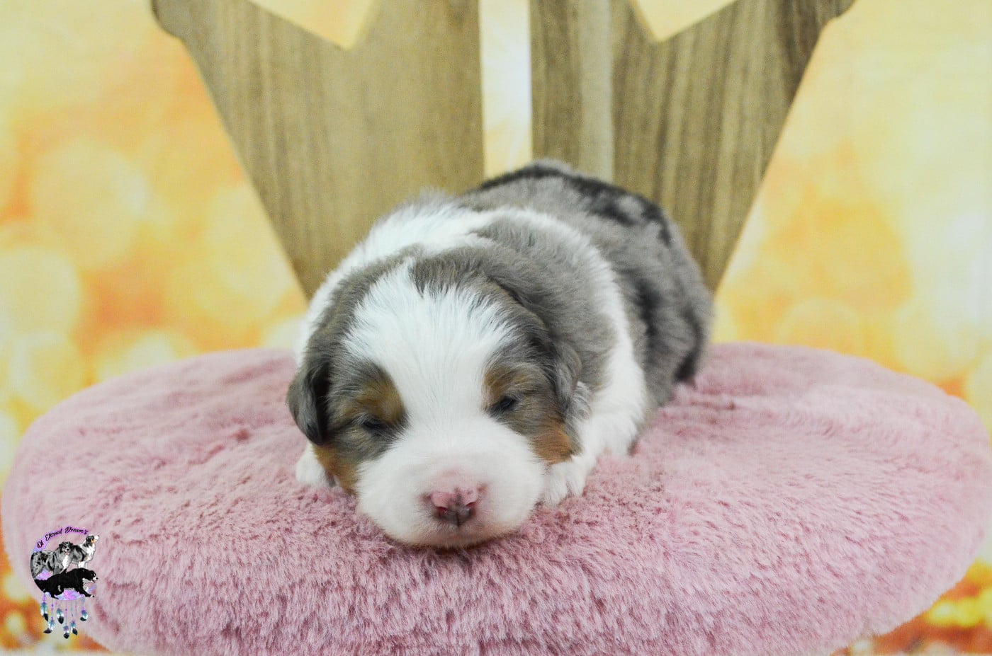 Chiot N°3