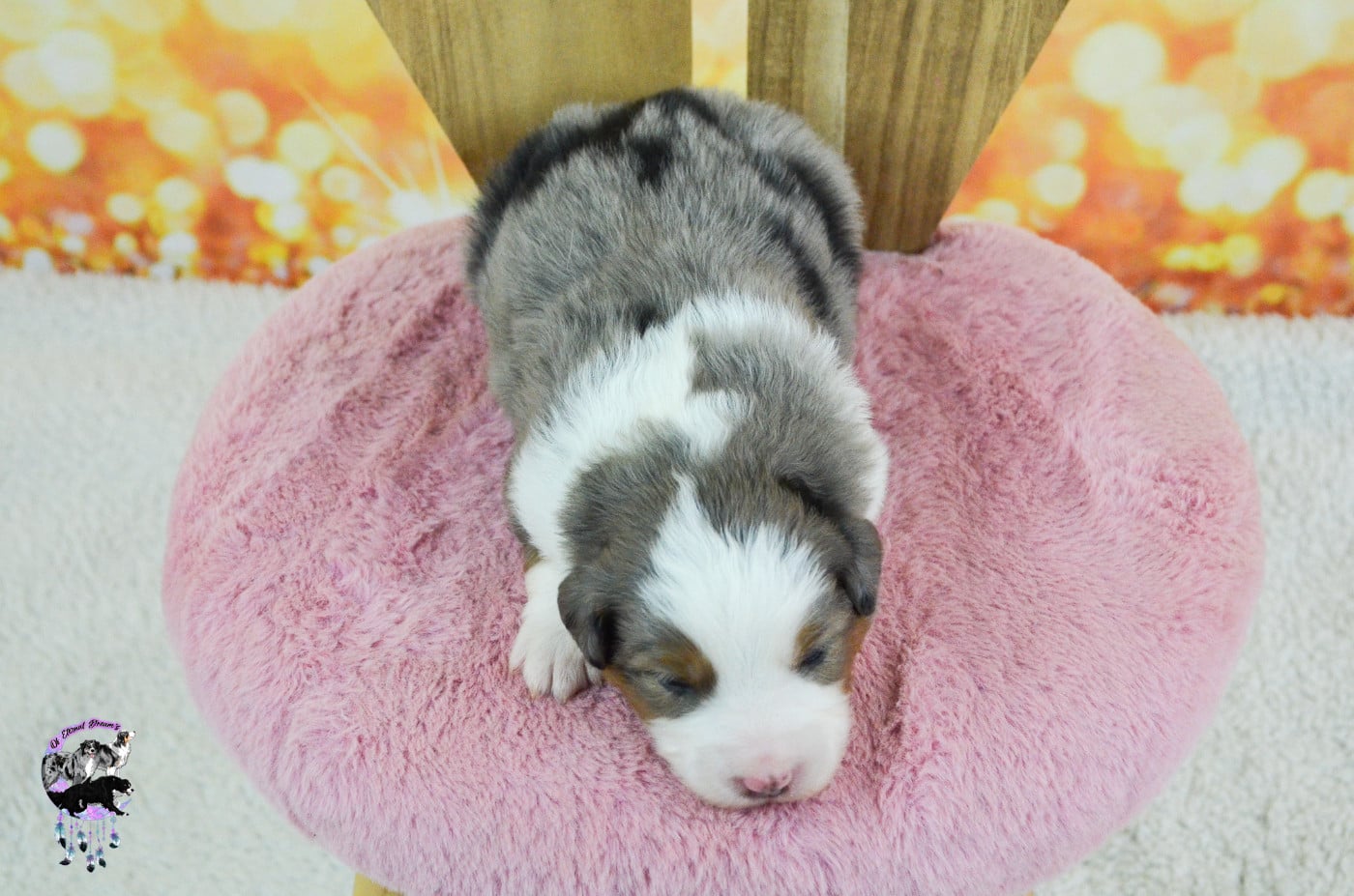 Chiot N°3