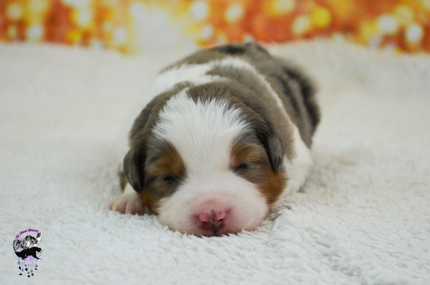 Chiot N°3