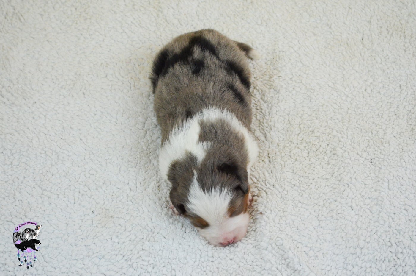 Chiot N°3
