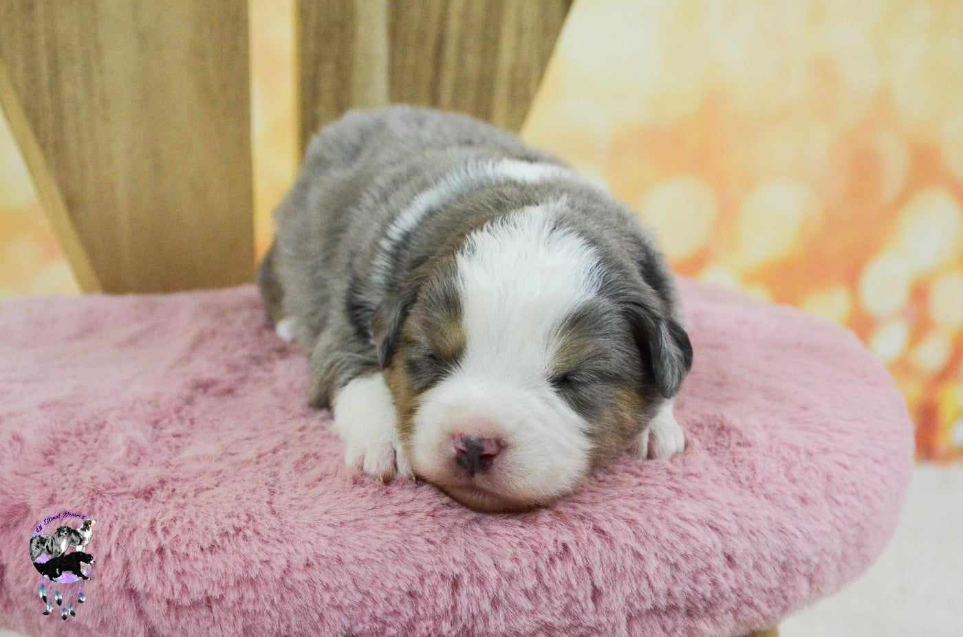Chiot N°4