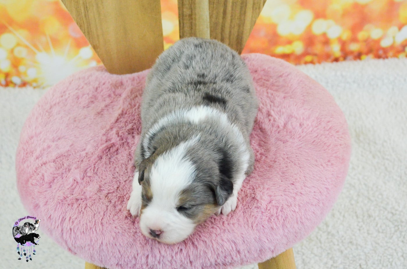 Chiot N°4