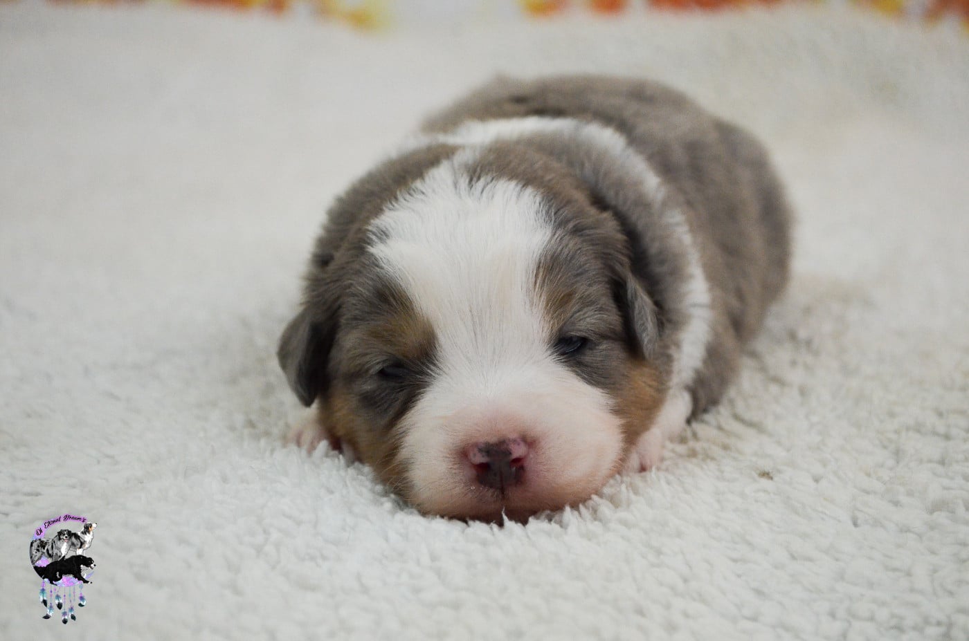 Chiot N°4