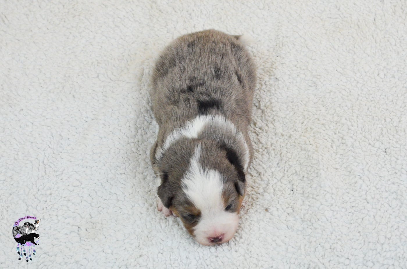 Chiot N°4