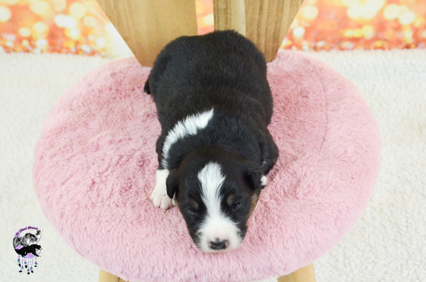 Chiot N°5