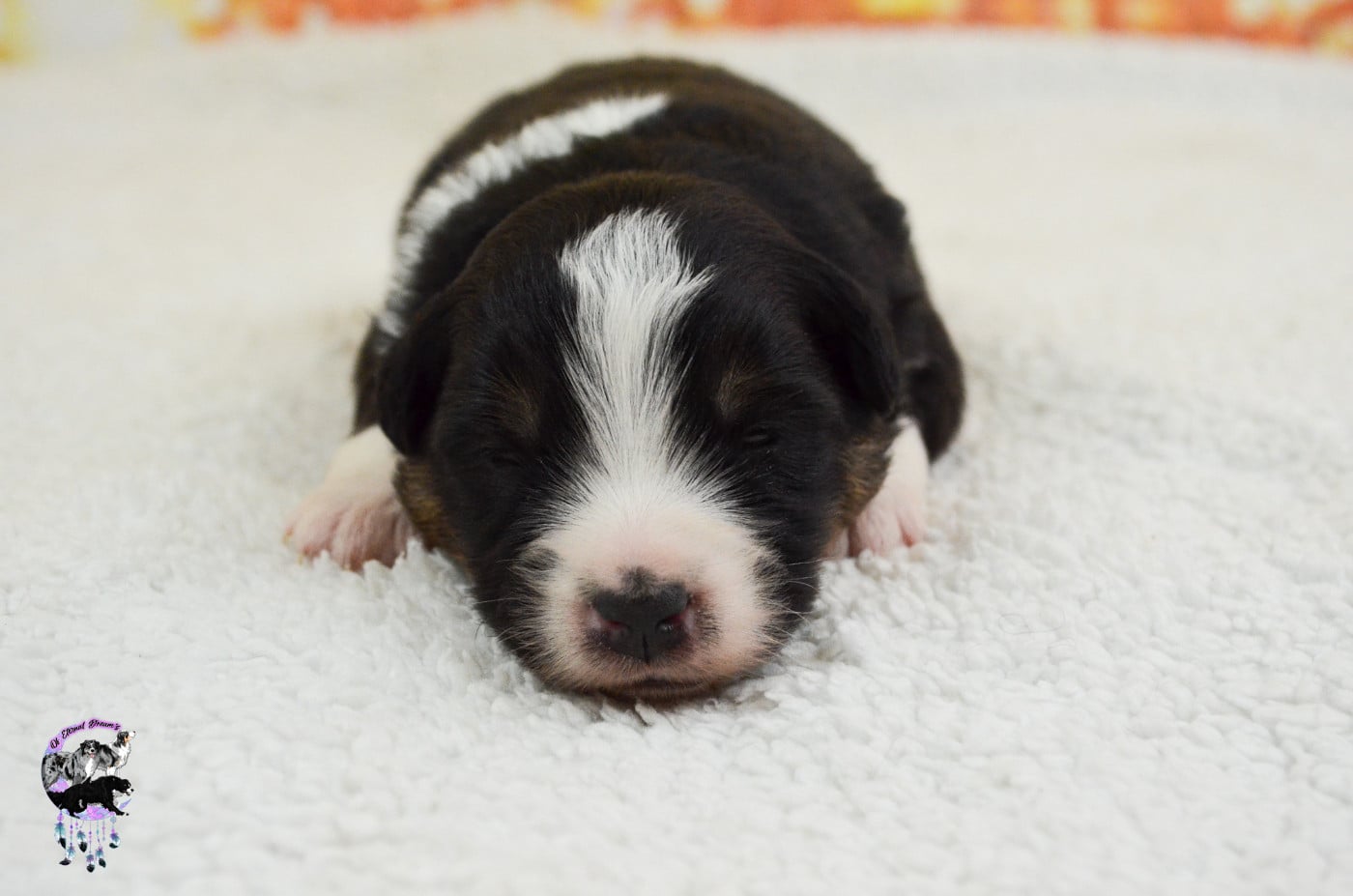 Chiot N°5