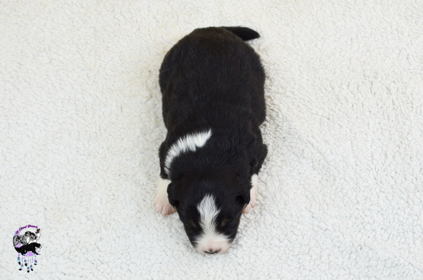Chiot N°5