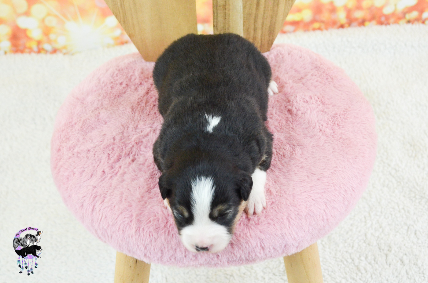 Chiot N°6