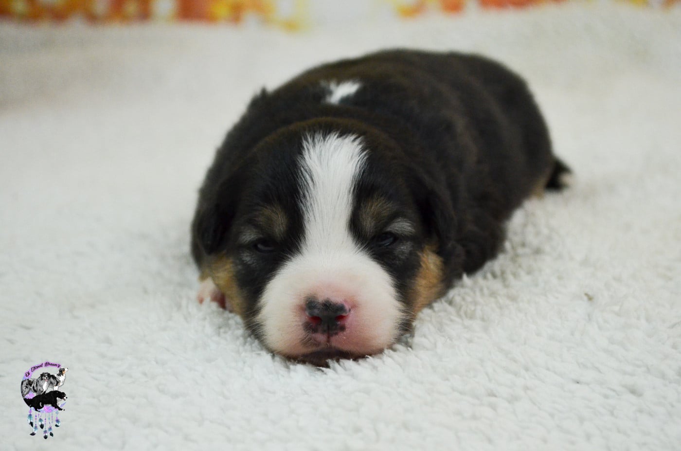 Chiot N°6