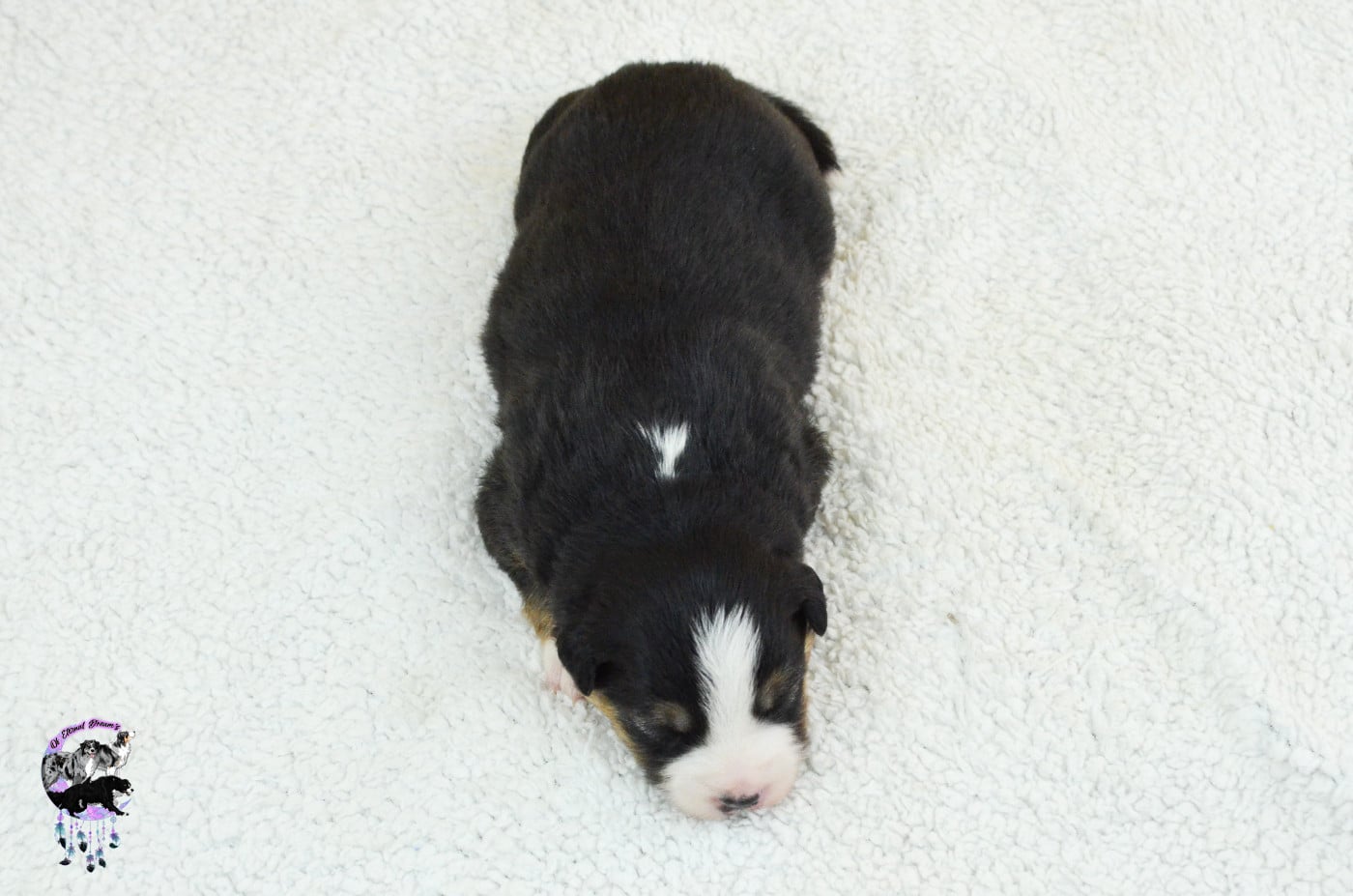 Chiot N°6