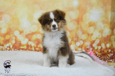 Les chiots de Berger Américain Miniature