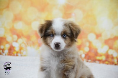 Les chiots de Berger Américain Miniature