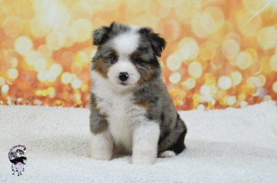 Les chiots de Berger Américain Miniature 