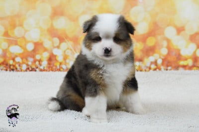 Les chiots de Berger Américain Miniature