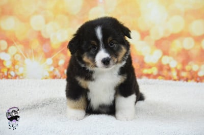 Les chiots de Berger Américain Miniature 