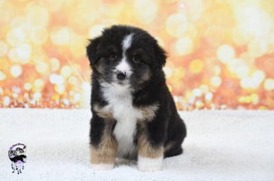 Les chiots de Berger Américain Miniature