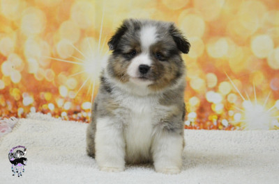 Les chiots de Berger Américain Miniature 