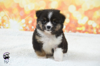 Les chiots de Berger Américain Miniature 