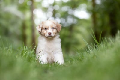 Les chiots de Berger Australien