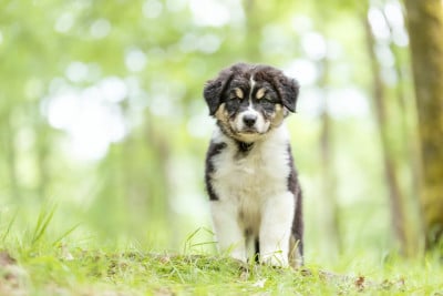 Les chiots de Berger Australien