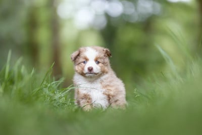 CHIOT 2 - Berger Américain Miniature