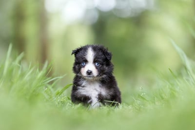 CHIOT 3 - Berger Américain Miniature