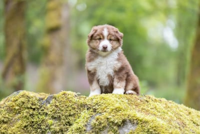 CHIOT 4 - Berger Américain Miniature