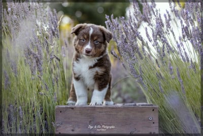 Les chiots de Berger Américain Miniature 