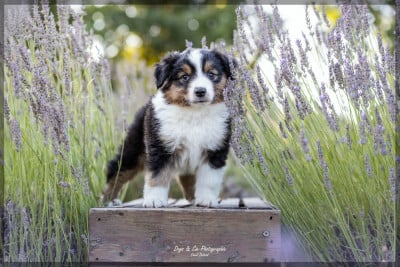 Les chiots de Berger Américain Miniature 
