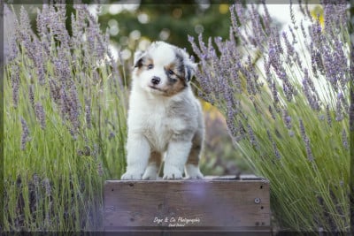 Les chiots de Berger Américain Miniature 
