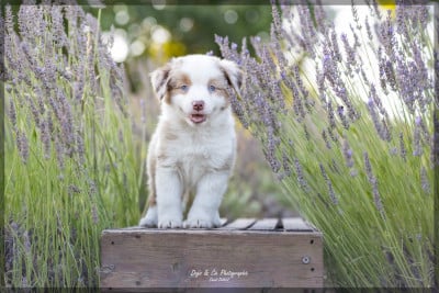 Les chiots de Berger Américain Miniature 