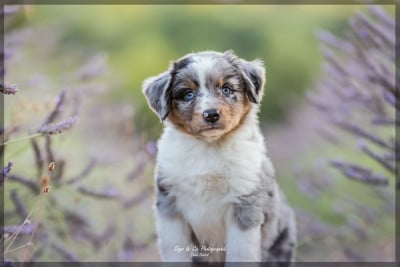 Les chiots de Berger Américain Miniature 