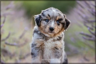 Les chiots de Berger Américain Miniature 
