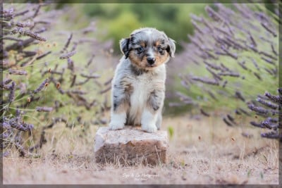 Les chiots de Berger Américain Miniature 
