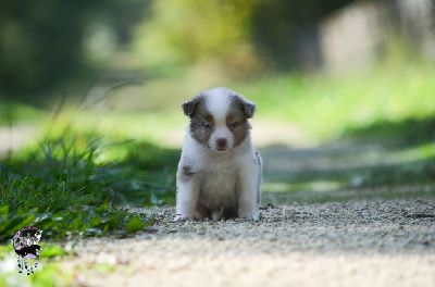 Les chiots de Berger Américain Miniature 