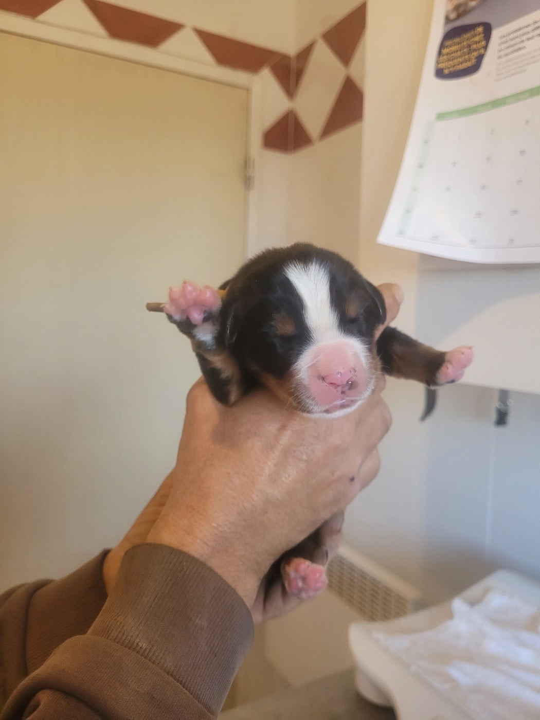 COLLIER JAUNE - Bouvier Bernois
