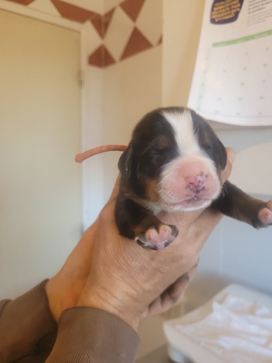 COLLIER ORANGE - Bouvier Bernois