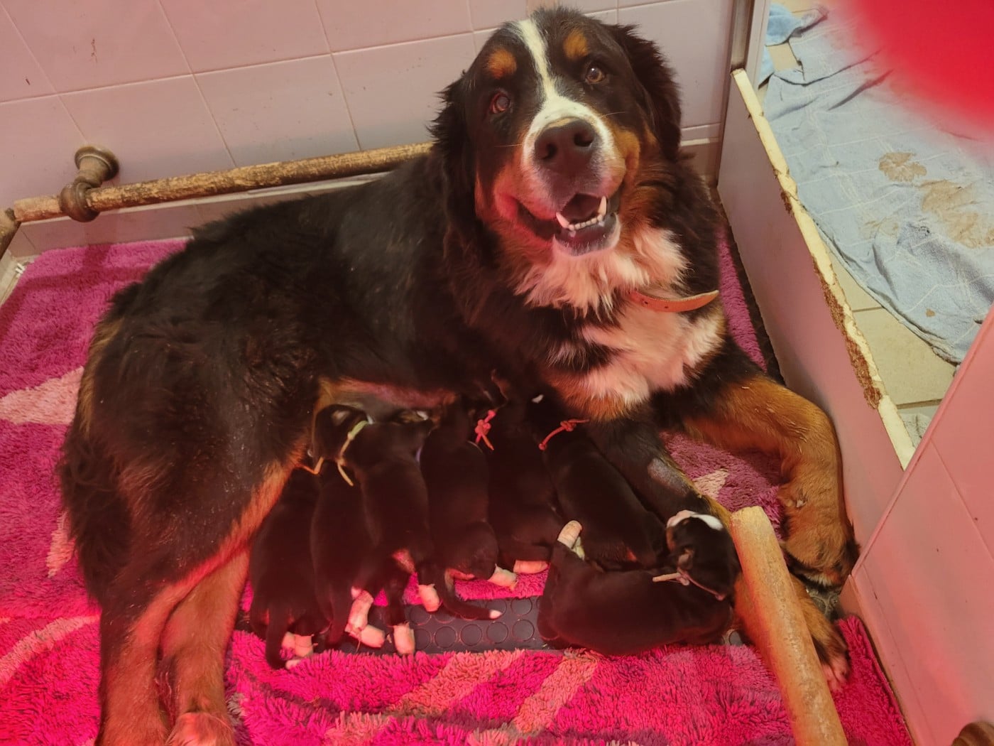 CHIOT 6 - Bouvier Bernois