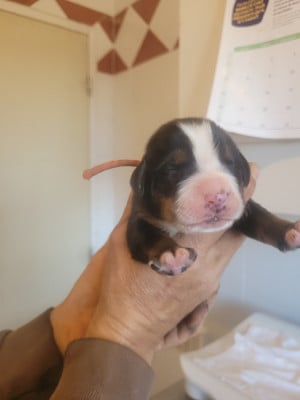 Les chiots de Bouvier Bernois