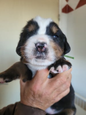 Les chiots de Bouvier Bernois